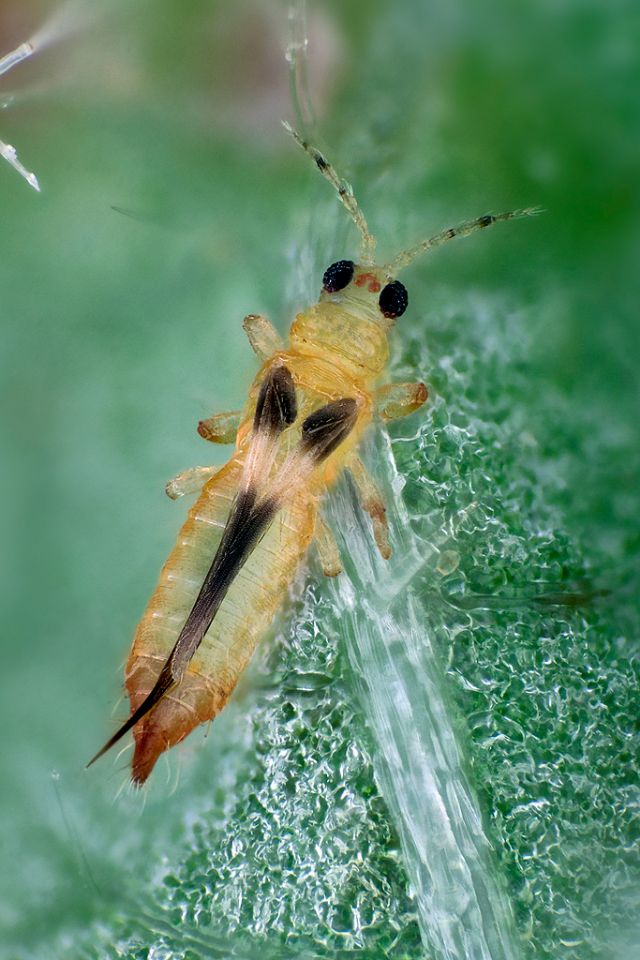 Chaetanaphothrips orchidii (Thripidae)